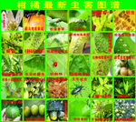 柑橘最新虫害图谱
