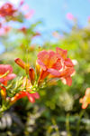 凌霄花