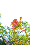 凌霄花