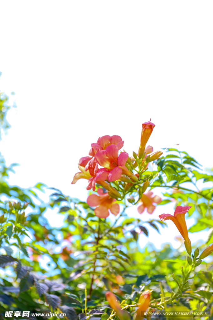 凌霄花