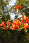 凌霄花