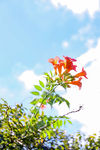 凌霄花