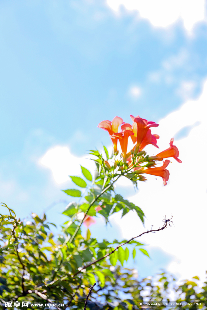 凌霄花