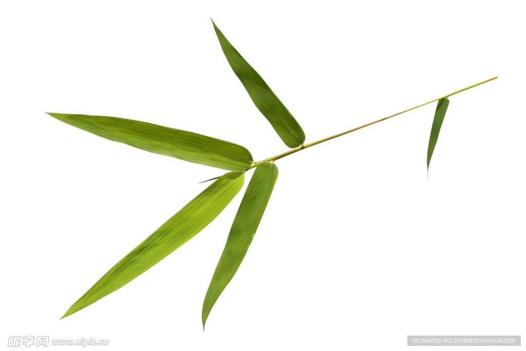 竹叶贴图图片