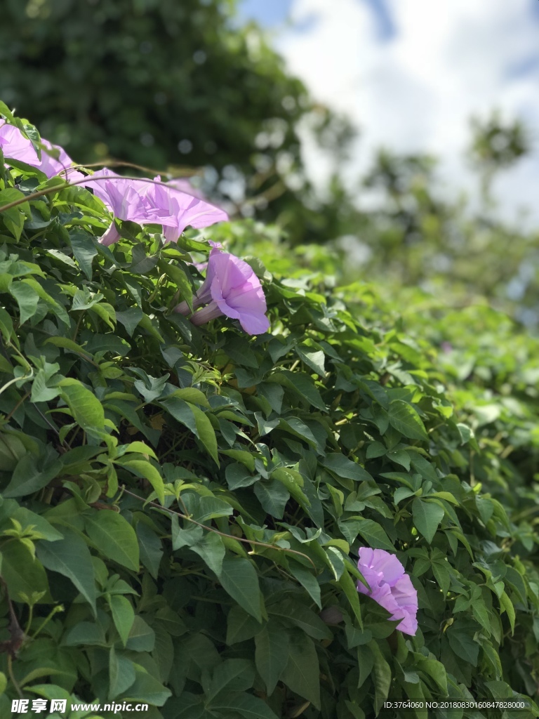 牵牛花