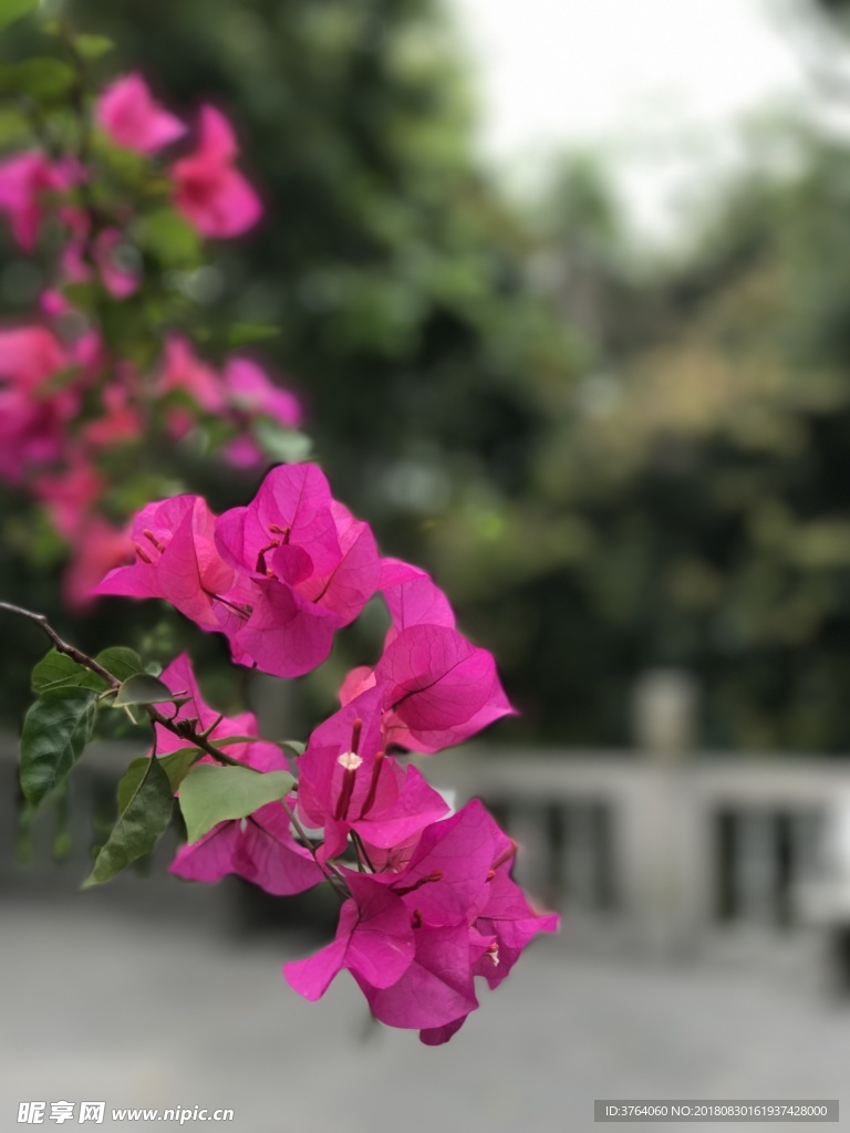 三角梅花