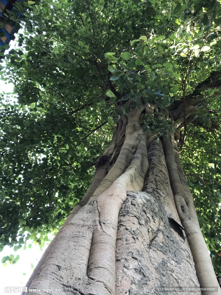 普提树