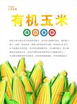 玉米海报
