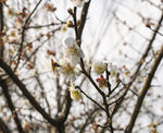 桃花朵朵 桃花 寒春 春光 桃