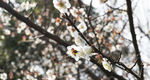 桃花朵朵 桃花 寒春 春光 桃