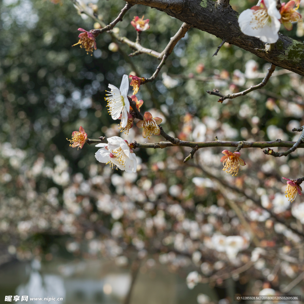 桃花  山里桃花始盛开