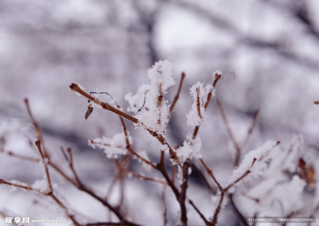 雪中的枯草