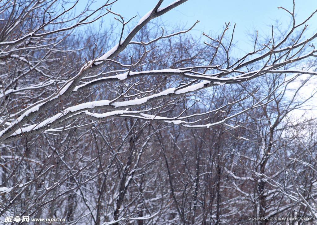 雪中的树林