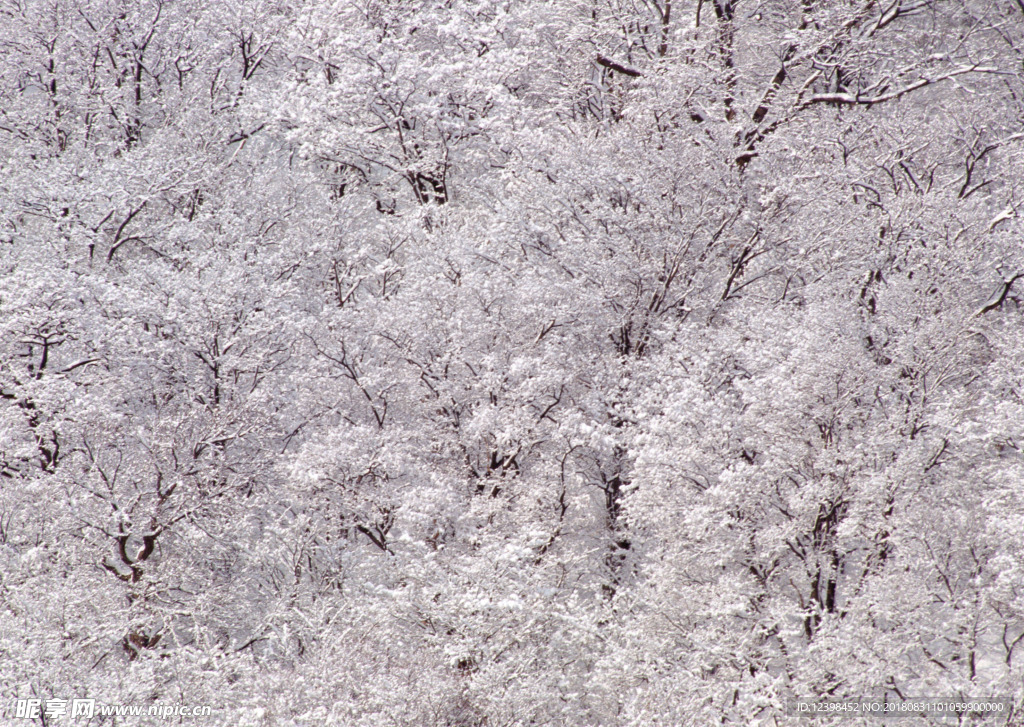 林海雪原