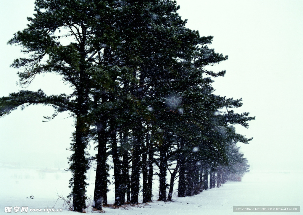 雪中的松树