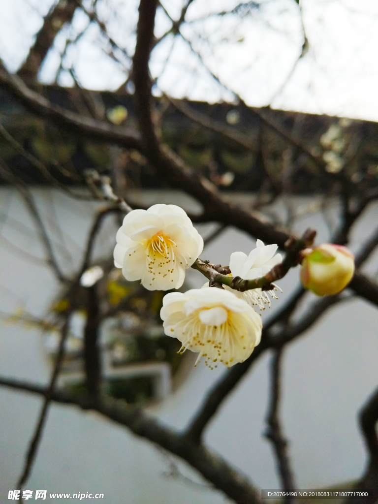 梅花