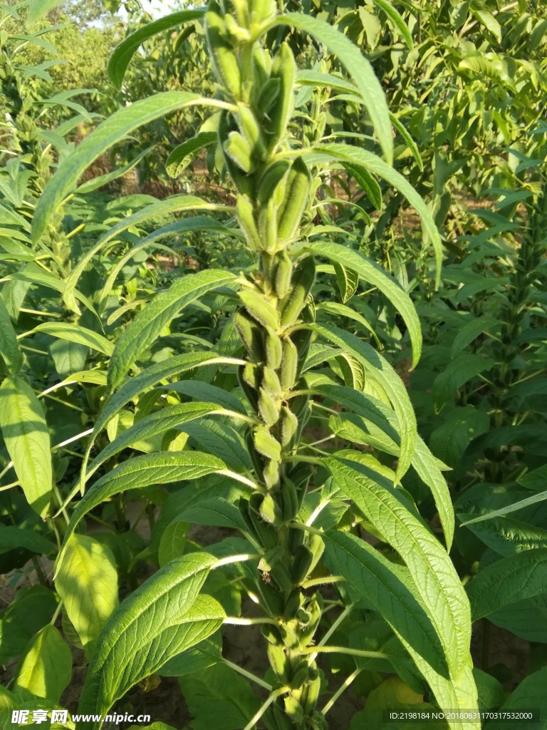 芝麻