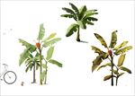 热带 植物 棕榈树