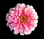 素材花