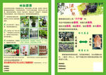 阳台蔬菜