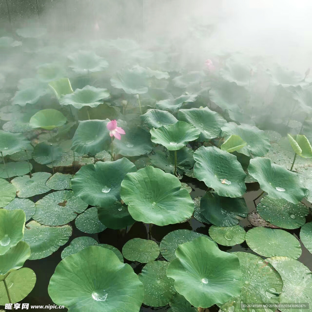 荷花