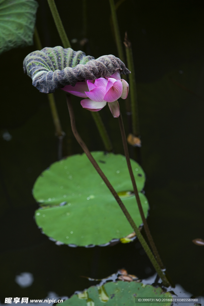 荷花