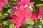 长春花
