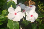 长春花