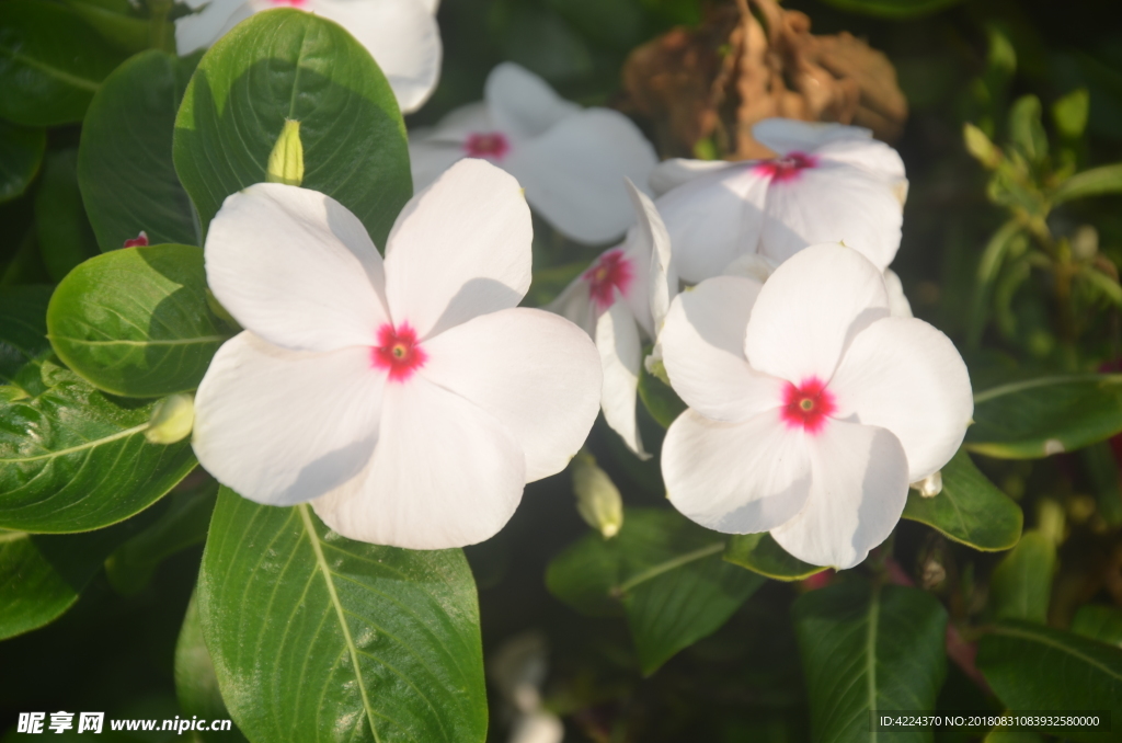 长春花