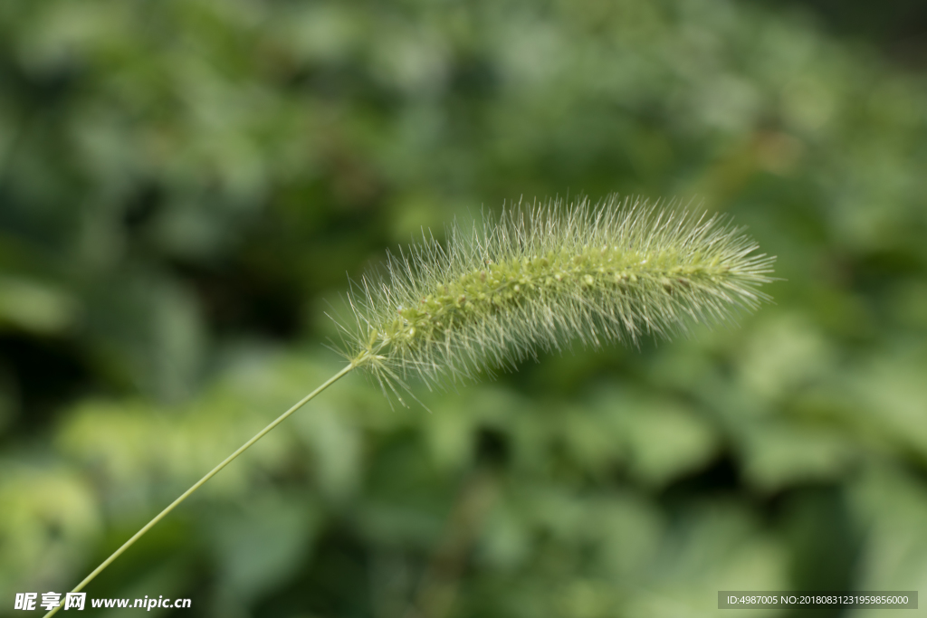 狗尾草