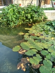 水景