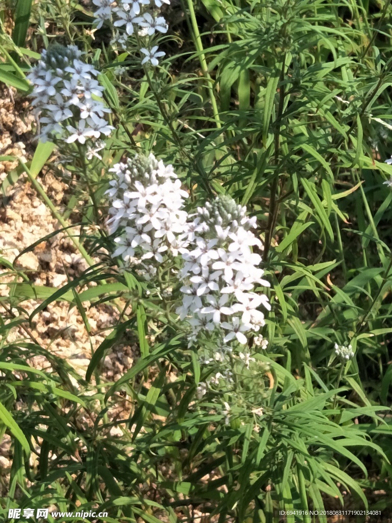 狭叶珍珠菜