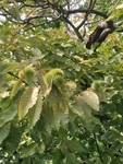 板栗
