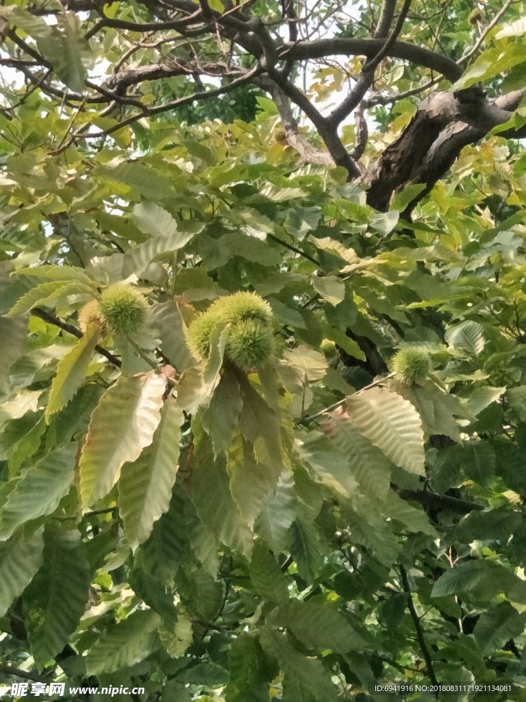 板栗