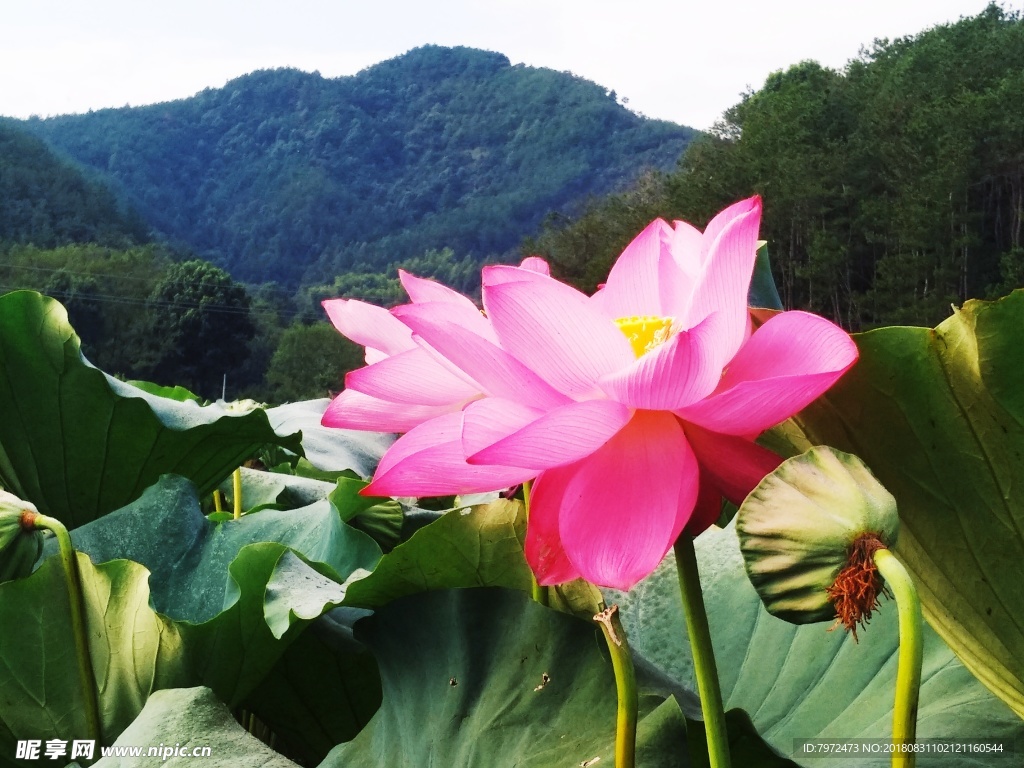 荷花