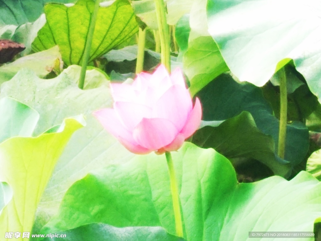 荷花