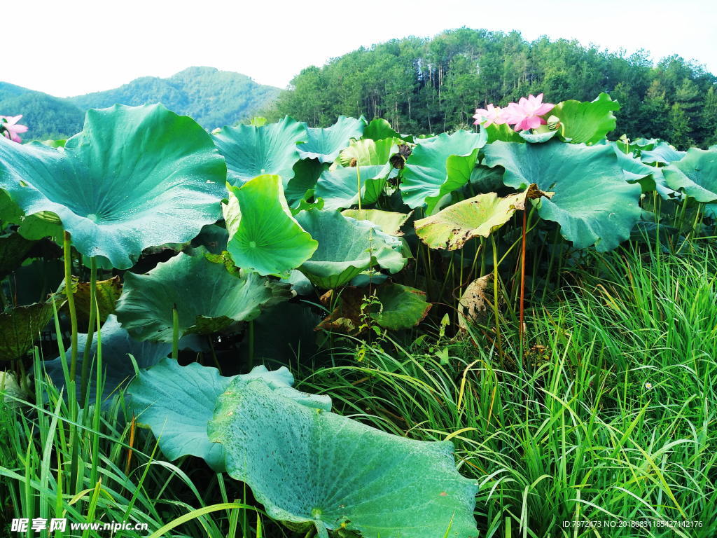 荷花