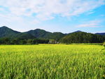 稻田