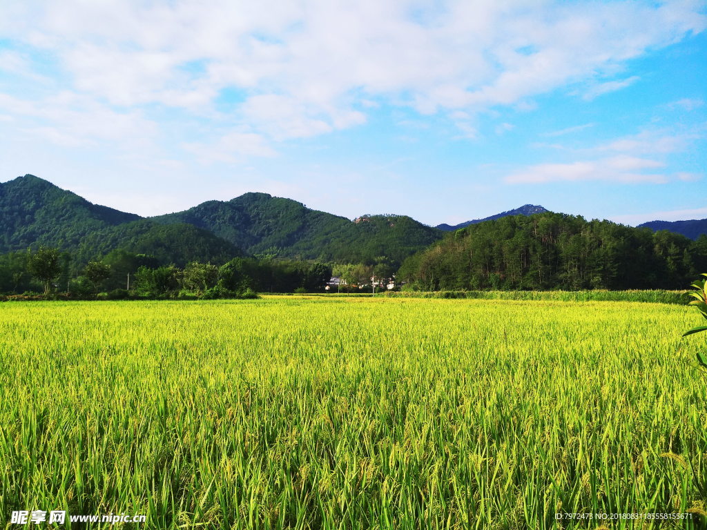 稻田