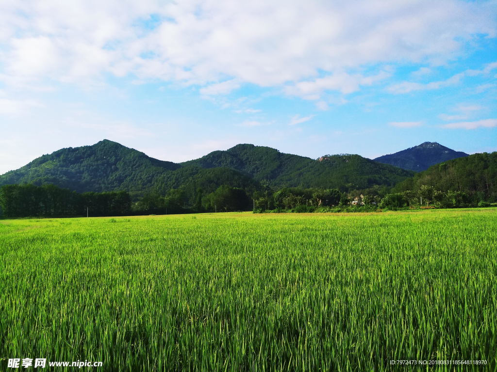 稻田