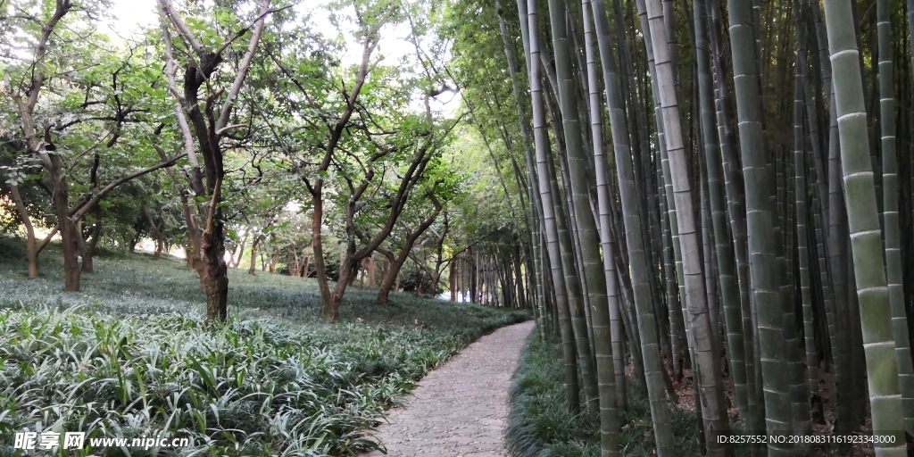 太湖饭店的竹林观光区