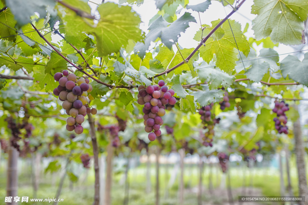成熟期葡萄