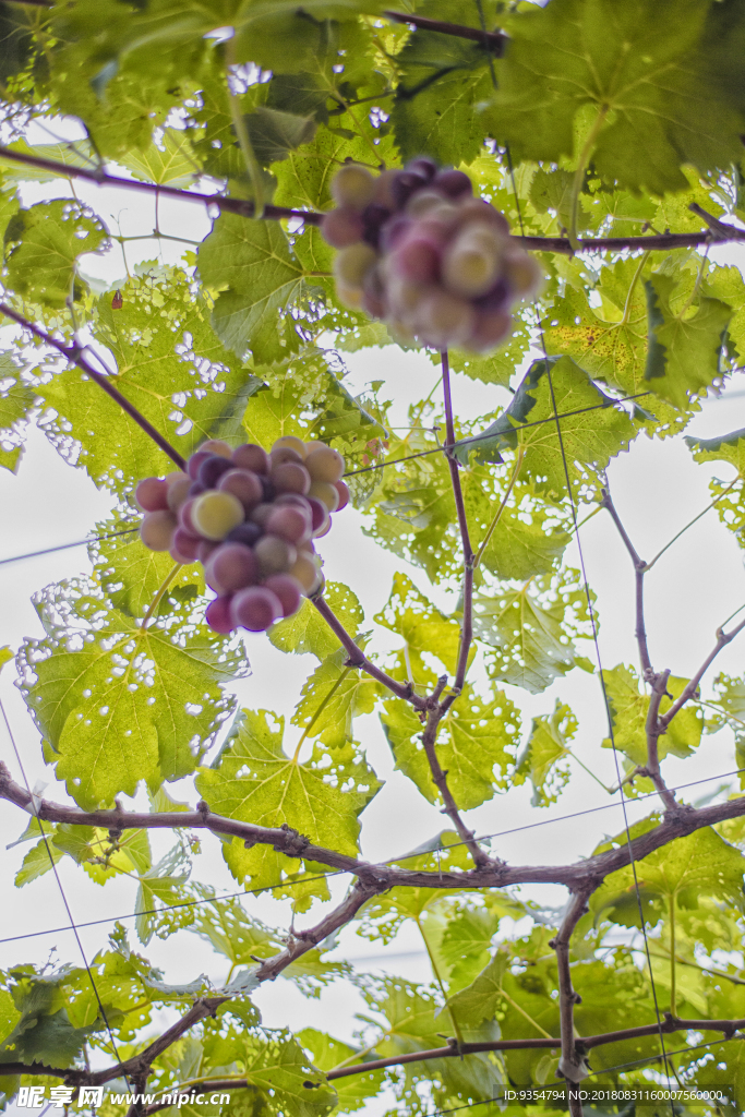 成熟期葡萄