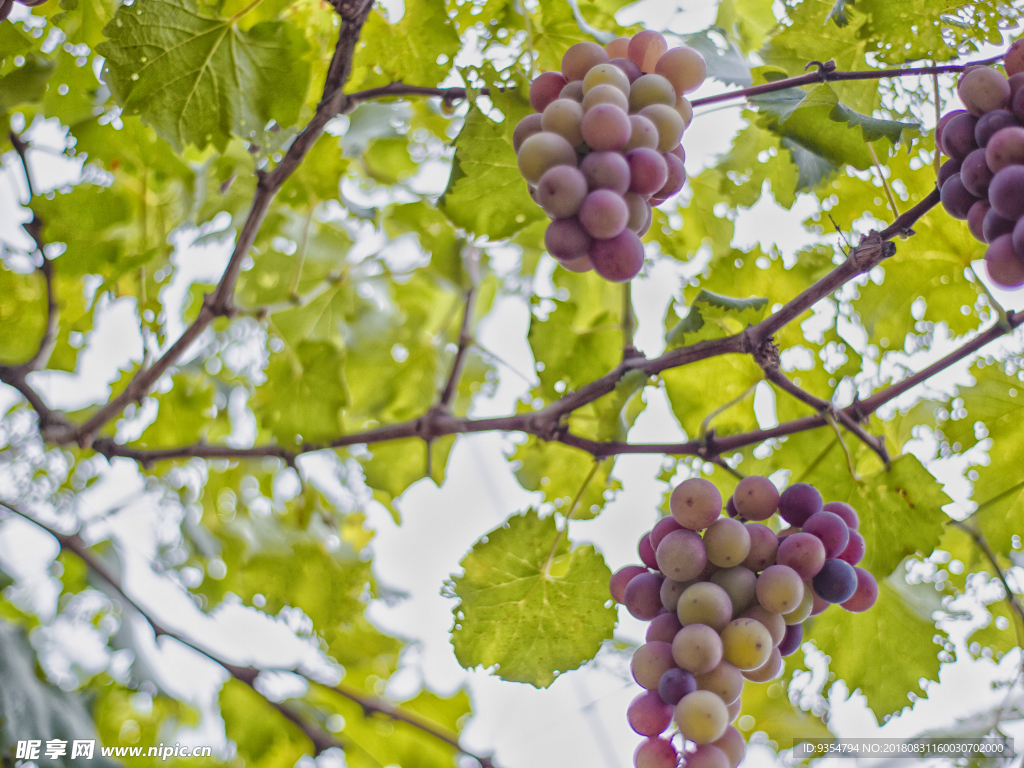 成熟期葡萄 水果 葡萄酒 一串