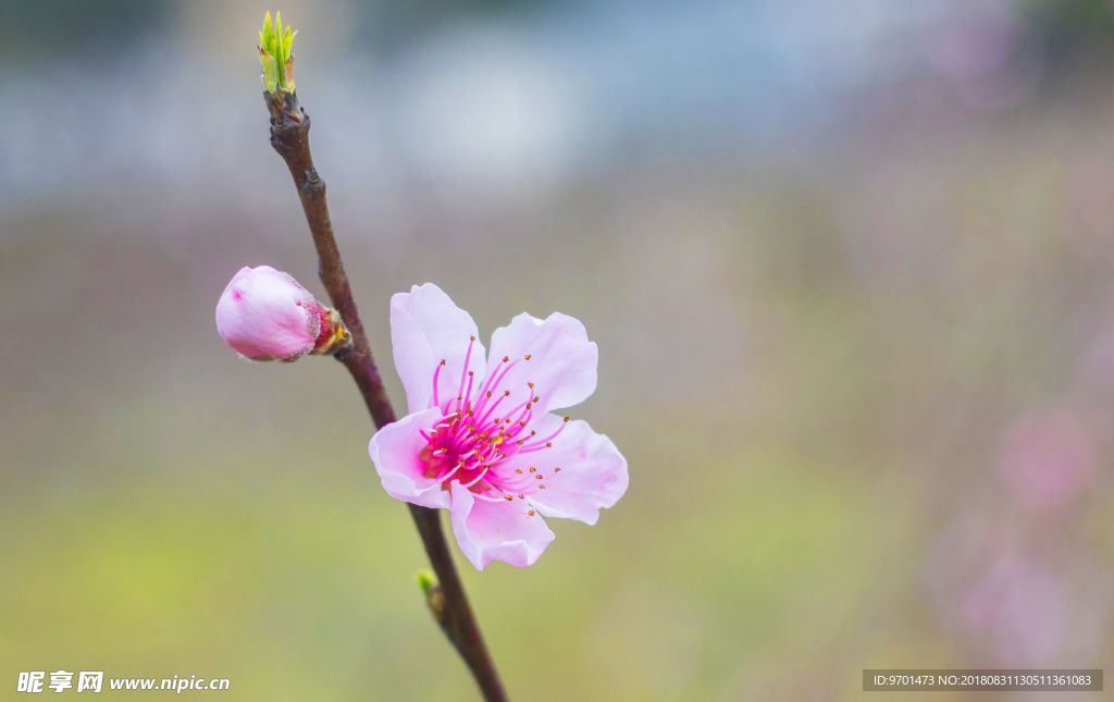 桃花
