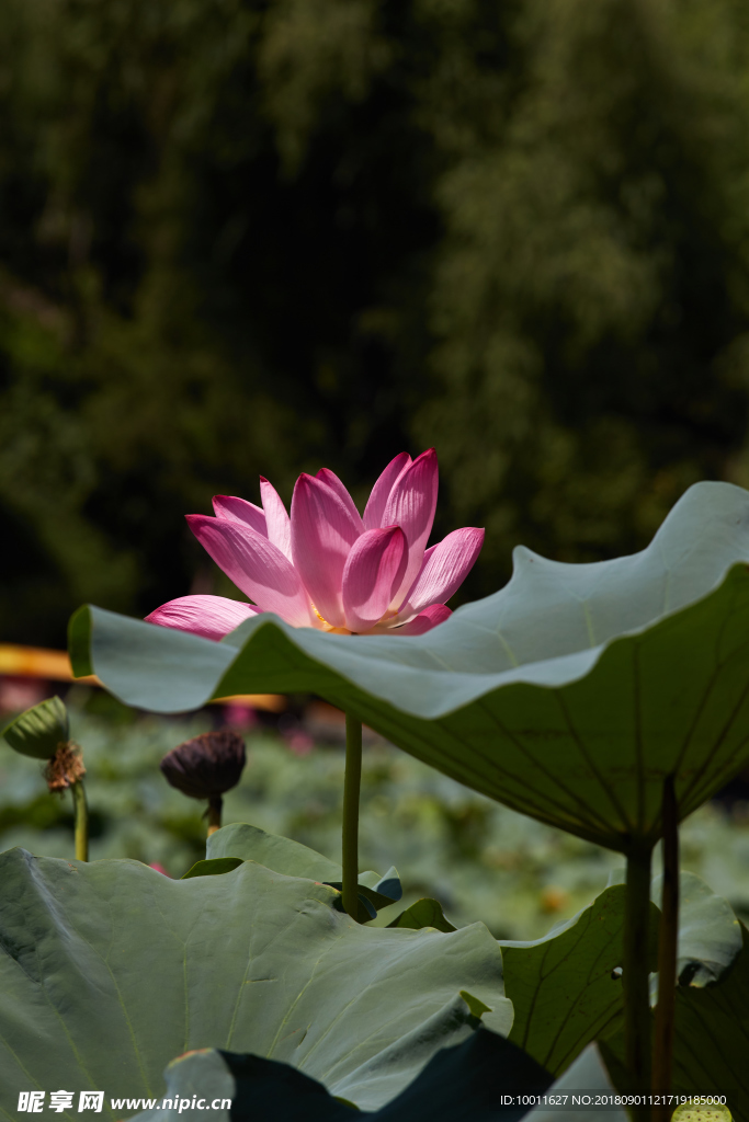 荷花