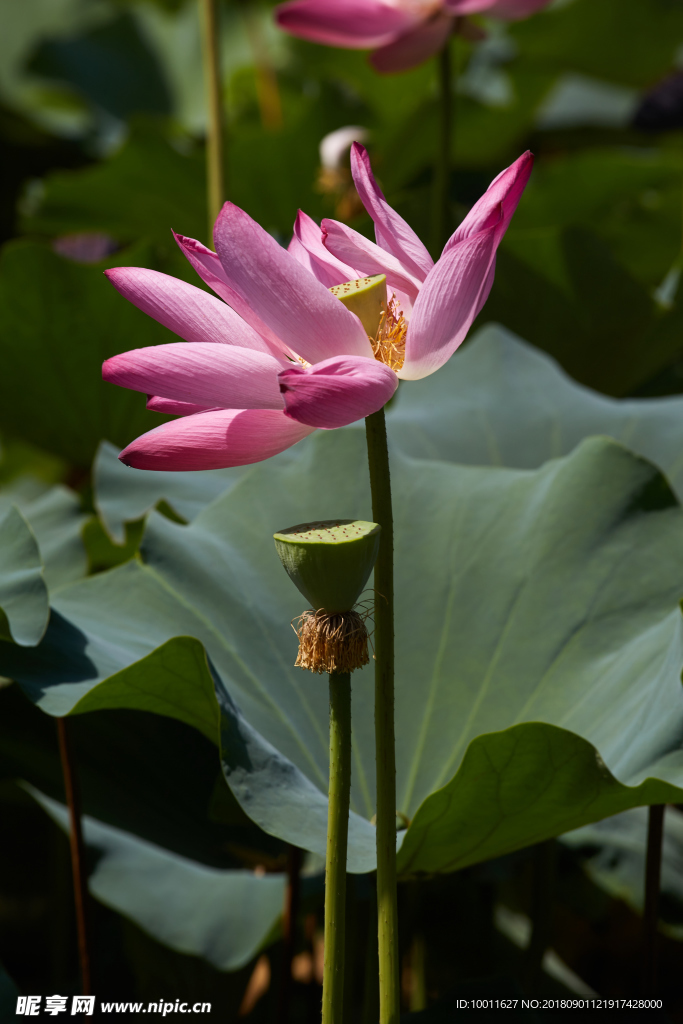 荷花