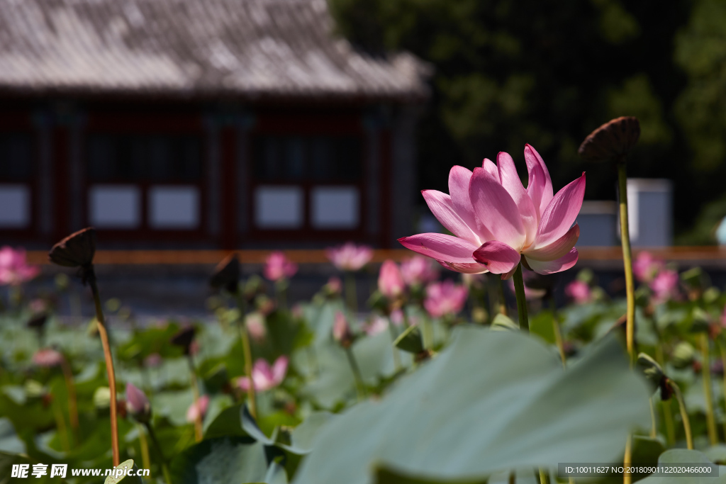 荷花