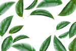 茶叶矢量图