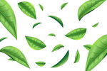 茶叶矢量图